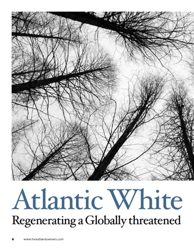 Atlantic white cedar- its story!.pdf